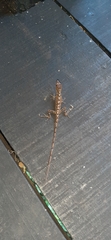 Anolis antonii