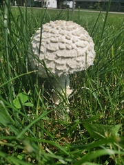 Saproamanita thiersii