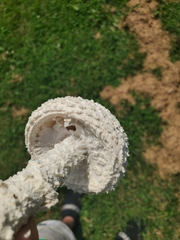 Saproamanita thiersii