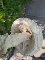 Saproamanita thiersii