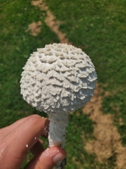Saproamanita thiersii