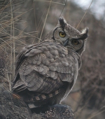 Bubo virginianus magellanicus