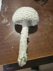 Saproamanita thiersii