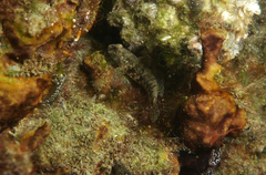 Bathygobius krefftii