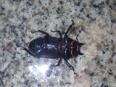 Serrognathus titanus