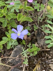 Linum leonii