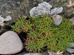 Armeria maritima maritima