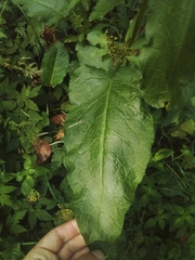 Rumex obtusifolius