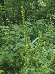 Rumex obtusifolius