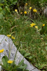 Crepis froelichiana froelichiana