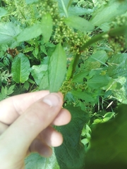 Rumex obtusifolius