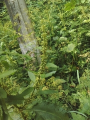 Rumex obtusifolius