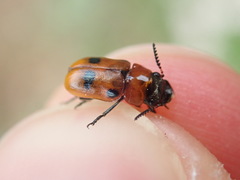 Coptocephala rubicunda