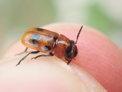 Coptocephala rubicunda