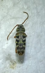Megacyllene angulifera