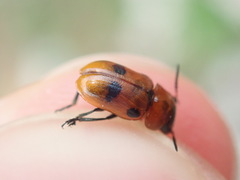 Coptocephala rubicunda