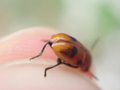 Coptocephala rubicunda