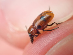 Coptocephala rubicunda