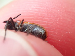 Coptocephala rubicunda