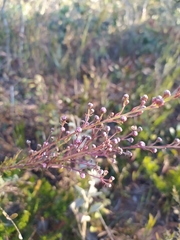 Myrcia linearifolia