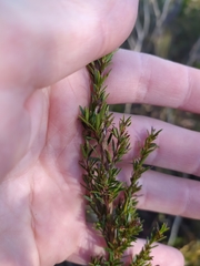 Myrcia linearifolia
