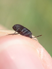 Aellopus atratus