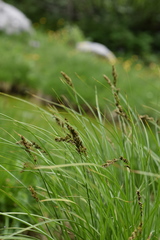 Festuca paniculata