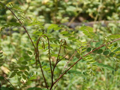 Adenanthera