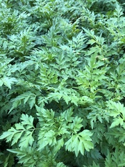 Cosmos sulphureus