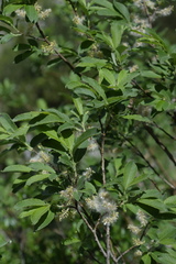 Salix appendiculata