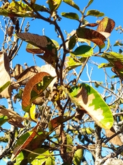 Davilla elliptica