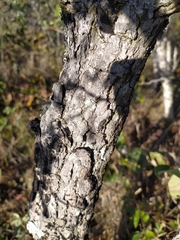 Davilla elliptica
