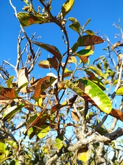 Davilla elliptica