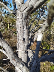Davilla elliptica