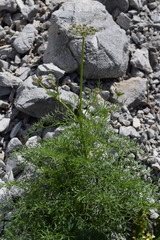 Peucedanum austriacum