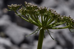 Peucedanum austriacum