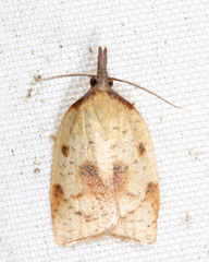 Sparganothis xanthoides