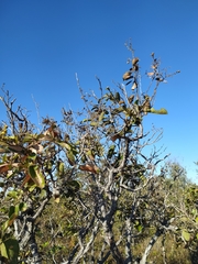 Davilla elliptica