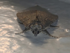 Catocala agitatrix