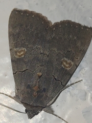 Catocala agitatrix