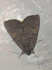 Catocala agitatrix