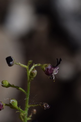Scrophularia juratensis