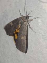 Catocala agitatrix