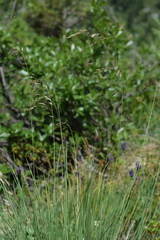 Helictotrichon parlatorei