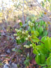 Spiranthera odoratissima