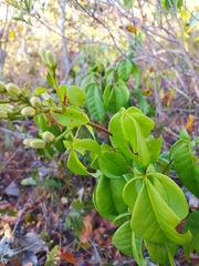 Spiranthera odoratissima