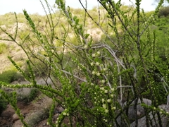 Adelia obovata