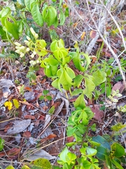 Spiranthera odoratissima