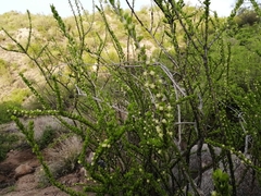 Adelia obovata