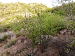 Adelia obovata